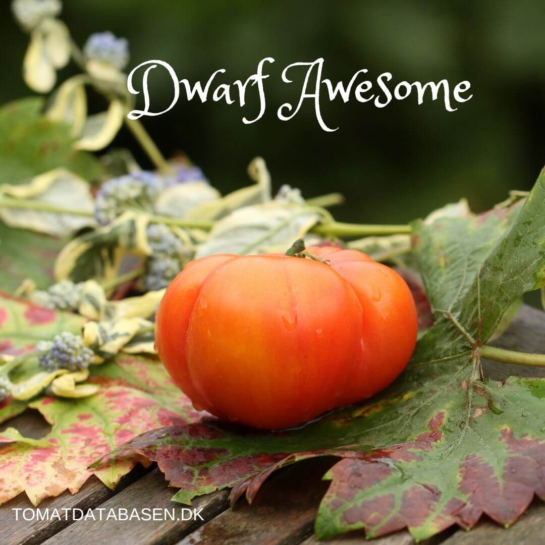 Dwarf Awesome